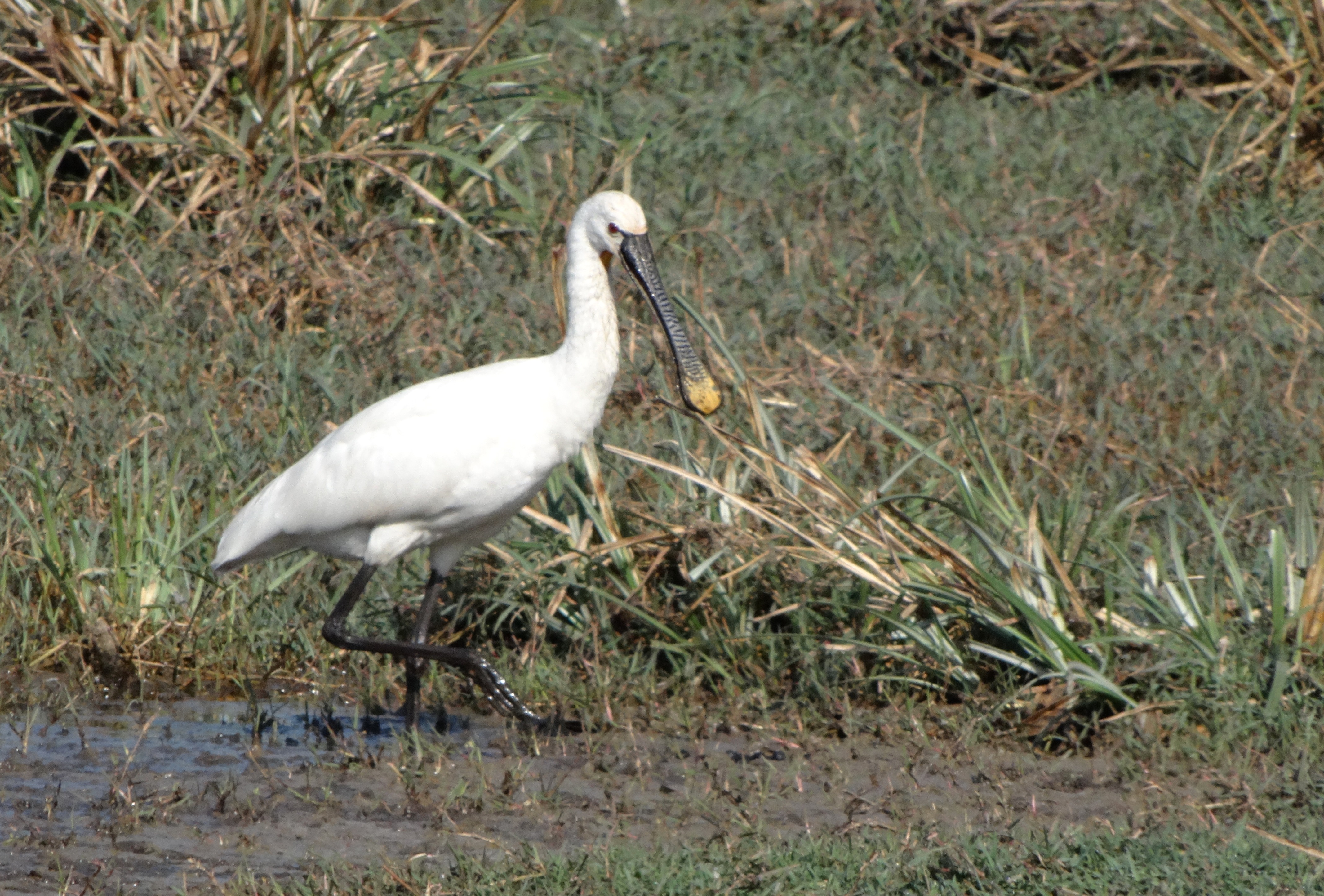 Spoonbill